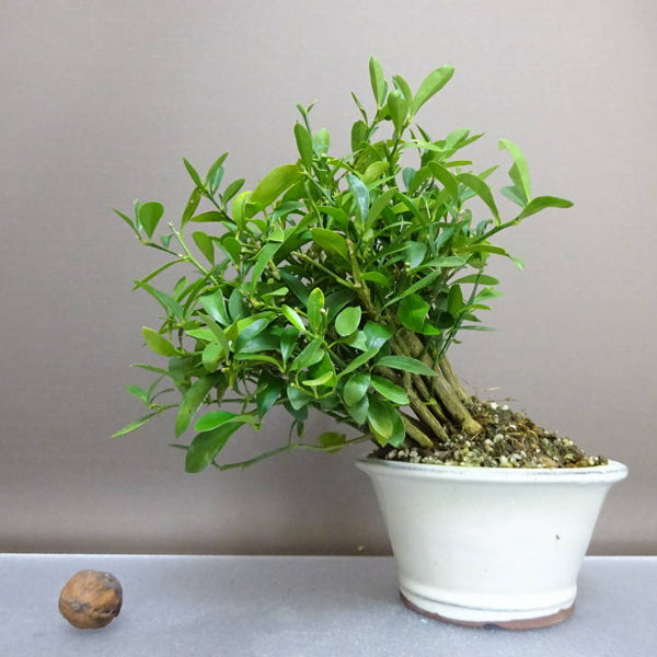 盆栽 金豆 樹高 約19cm きんず Fortunella hindsii キンズ マメキンカン ミカン科 キンカン属 常緑樹 鑑賞用 観賞用 小品 v1208315077