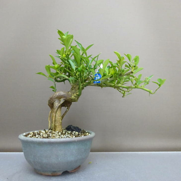 盆栽 金豆 樹高 約22cm きんず Fortunella hindsii キンズ マメキンカン ミカン科 キンカン属 常緑樹 鑑賞用 観賞用 c1208283771