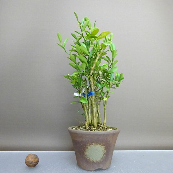 盆栽 金豆 樹高 約23cm きんず Fortunella hindsii キンズ マメキンカン ミカン科 キンカン属 常緑樹 鑑賞用 観賞用 w1208279883