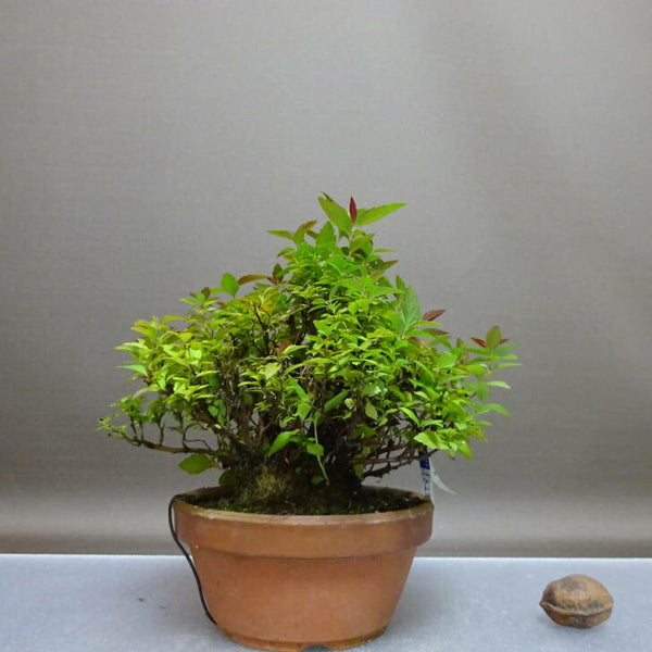 盆栽 下野 樹高 約14cm しもつけ Spiraea japonica シモツケ 赤花 バラ科 シモツケ属 落葉樹 鑑賞 観賞用 小品 n1208277847