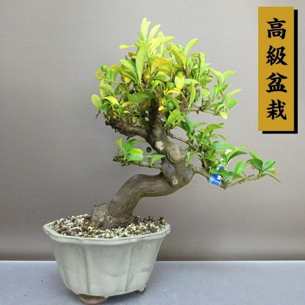 盆栽 金豆 樹高 約25cm きんず 高級盆栽 Fortunella hindsii キンズ マメキンカン ミカン科 キンカン属 常緑樹 鑑賞 観賞用 j1208286091