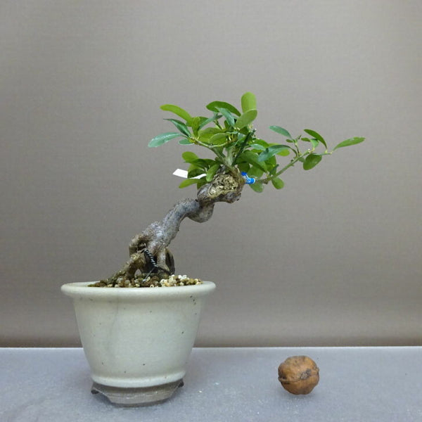 盆栽 金豆 樹高 約12.5cm きんず Fortunella hindsii キンズ マメキンカン ミカン科 キンカン属 常緑樹 鑑賞用 観賞用 小品 h1208311702