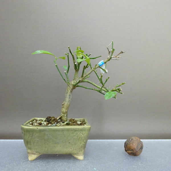 盆栽 金豆 樹高 約12cm きんず Fortunella hindsii キンズ マメキンカン ミカン科 キンカン属 常緑樹 鑑賞用 観賞用 小品 c1208285422