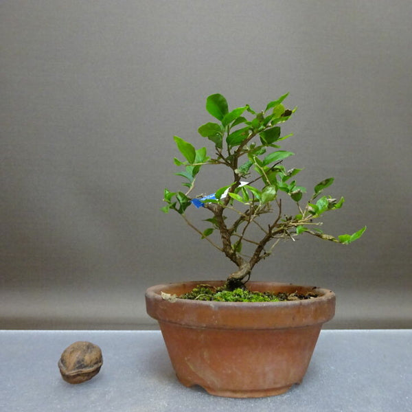 盆栽 エゴノキ 樹高 約13cm えごのき Styrax japonicus エゴノキ科 落葉樹 観賞用 小品 1208277504