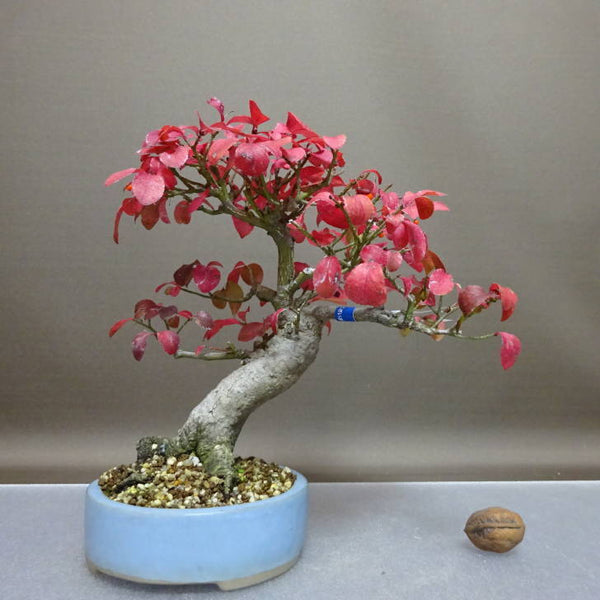 盆栽 こまゆみ 樹高 約21cm Euonymus alatus form ciliatodentatus コマユミ 紅葉 ニシキギ科 落葉広葉樹 鑑賞用 観賞用 n1208279568