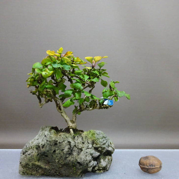 盆栽 目木 樹高 約12cm めぎ メギ メギ科 落葉樹 鑑賞用 観賞用 小品 l1208282188