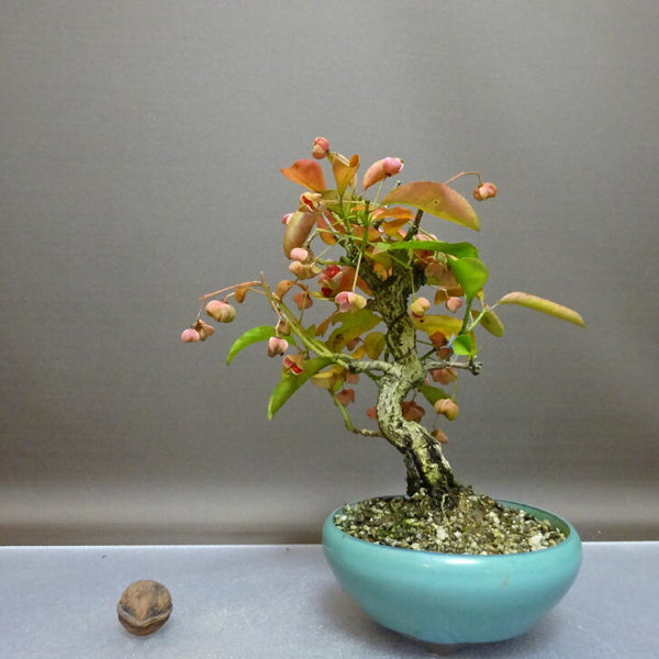 盆栽 真弓 樹高 約 20cm まゆみ Euonymus sieboldianus マユミ 淡ピンク実 ニシキギ科 落葉広葉樹 鑑賞用 観賞用 小品 k1208287360