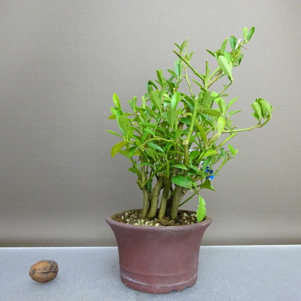 盆栽 金豆 樹高 約22cm きんず Fortunella hindsii キンズ マメキンカン ミカン科 キンカン属 常緑樹 鑑賞用 観賞用 g1208289933