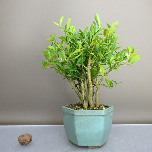 盆栽 金豆 樹高 約21cm きんず Fortunella hindsii キンズ マメキンカン ミカン科 キンカン属 常緑樹 鑑賞用 観賞用 h1208303096