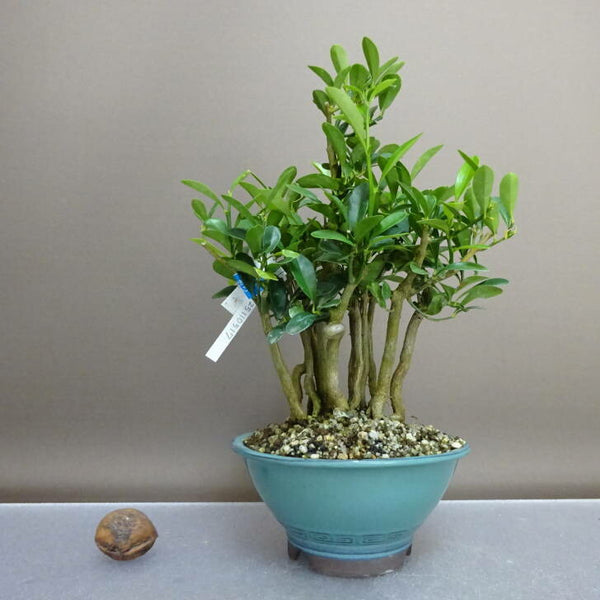 盆栽 金豆 樹高 約20.5cm きんず Fortunella hindsii キンズ マメキンカン ミカン科 キンカン属 常緑樹 鑑賞用 観賞用 d1208297001