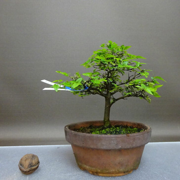 盆栽 榎 樹高 約13cm えのき Celtis sinensis エノキ アサ科 エノキ属 落葉樹 観賞用 小品 r1208278414