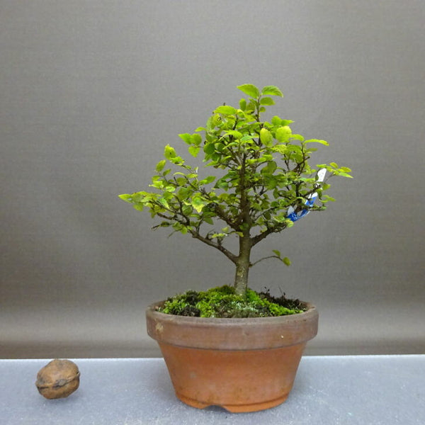 盆栽 榎 樹高 約13cm えのき Celtis sinensis エノキ アサ科 エノキ属 落葉樹 観賞用 小品 r1208275172