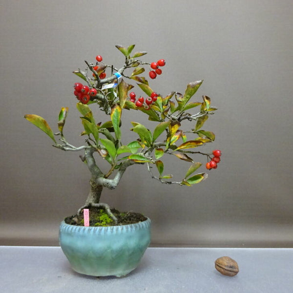 盆栽 鎌柄 樹高 約26cm かまつか Pourthiaea villosa カマツカ 赤実 バラ科 落葉樹 鑑賞 観賞用 s1208292951