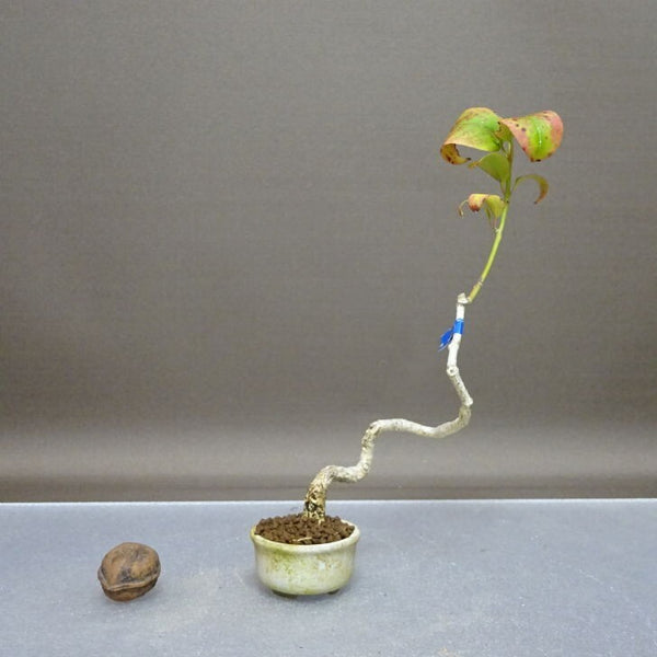 盆栽 真弓 樹高 約 19cm まゆみ Euonymus sieboldianus マユミ ニシキギ科 落葉広葉樹 鑑賞用 観賞用 小品 h1208308373