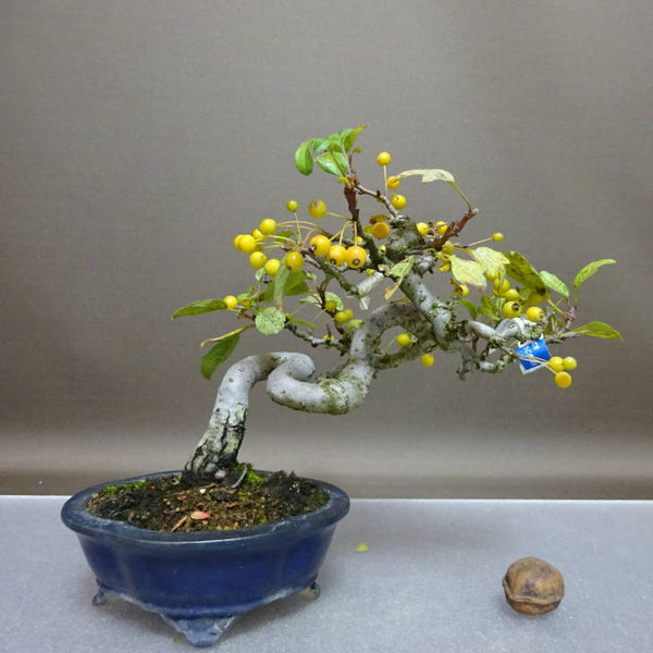 盆栽 酸実 樹高 約16cm ずみ Malus toringo ズミ 黄実 バラ科 落葉樹 鑑賞用 観賞用 小品 b1208297710