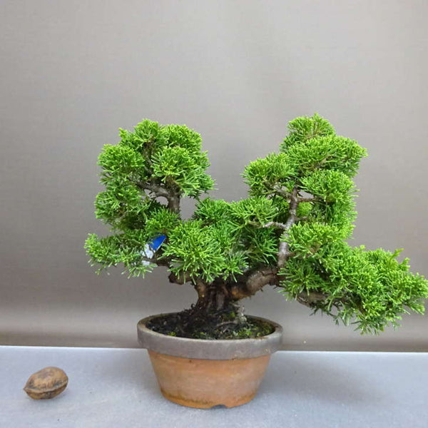 盆栽 真柏 樹高 約20cm しんぱく Juniperus chinensis シンパク ヒノキ科 常緑樹 鑑賞 観賞用 r1208277909
