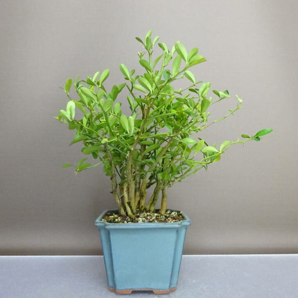 盆栽 金豆 樹高 約27cm きんず Fortunella hindsii キンズ マメキンカン ミカン科 キンカン属 常緑樹 鑑賞用 観賞用 k1208284630