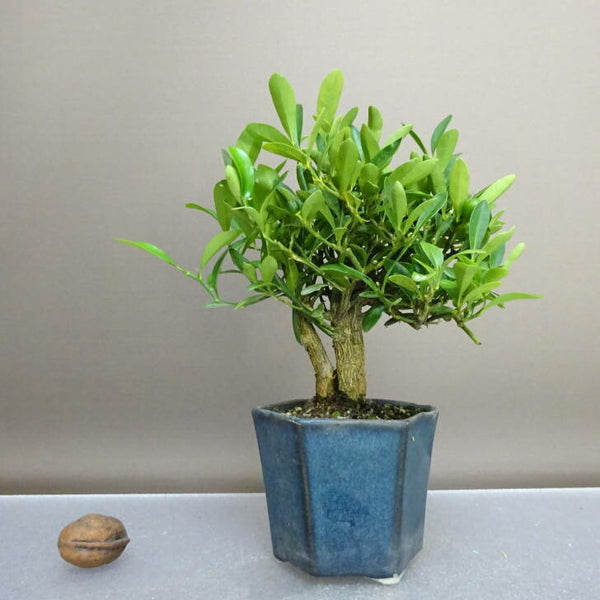 盆栽 金豆 樹高 約16cm きんず Fortunella hindsii キンズ マメキンカン ミカン科 キンカン属 常緑樹 鑑賞用 観賞用 小品 p1208295253