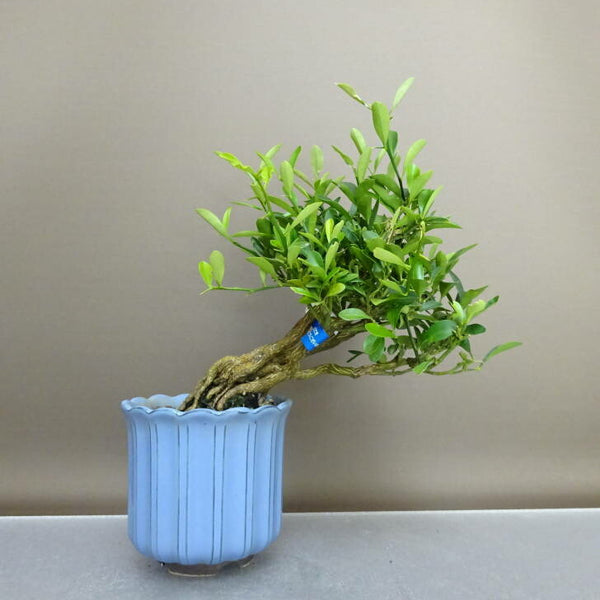 盆栽 金豆 樹高 約19.5cm きんず Fortunella hindsii キンズ マメキンカン ミカン科 キンカン属 常緑樹 鑑賞用 観賞用 小品 m1208286403