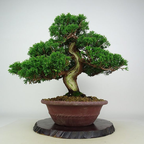 盆栽 真柏 樹高 約30cm しんぱく Juniperus chinensis シンパク ジン シャリ ヒノキ科 常緑樹 鑑賞用 観賞用 n1208512740
