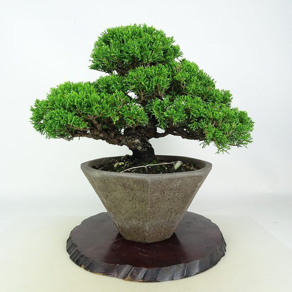 盆栽 真柏 樹高 約25.5cm しんぱく Juniperus chinensis シンパク ヒノキ科 常緑樹 鑑賞用 観賞用 h1208544265