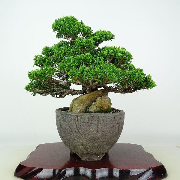 盆栽 真柏 樹高 約20cm しんぱく Juniperus chinensis シンパク 石付 ジン ヒノキ科 常緑樹 鑑賞用 観賞用 小品 g1208547003