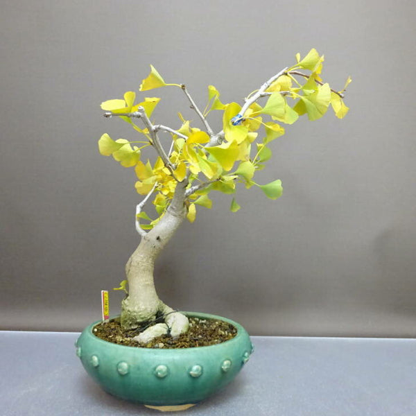 盆栽 銀杏 樹高 約30cm いちょう Ginkgo biloba イチョウ 紅葉 イチョウ科 落葉樹 鑑賞 観賞用 x1208535712