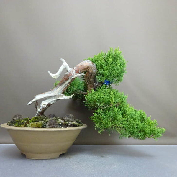 盆栽 真柏 樹高 上下 約26cm しんぱく Juniperus chinensis シンパク “ジン シャリ” 半懸崖 ヒノキ科 常緑樹 鑑賞 観賞用 p1208538983