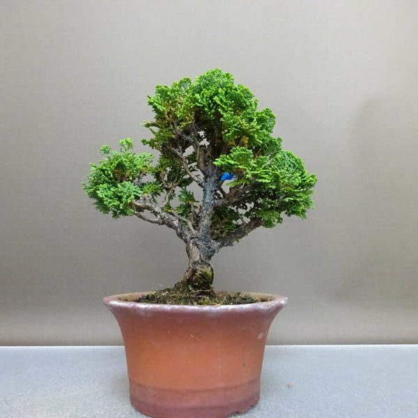 盆栽 桧 津山桧 樹高 約17cm つやまひのき Chamaecyparis obtusa ツヤマヒノキ ヒノキ科 常緑樹 鑑賞 観賞用 小品 d1208542872