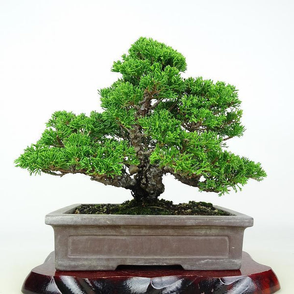 盆栽 真柏 樹高 約21cm しんぱく Juniperus chinensis シンパク ヒノキ科 常緑樹 鑑賞用 観賞用 c1208536562