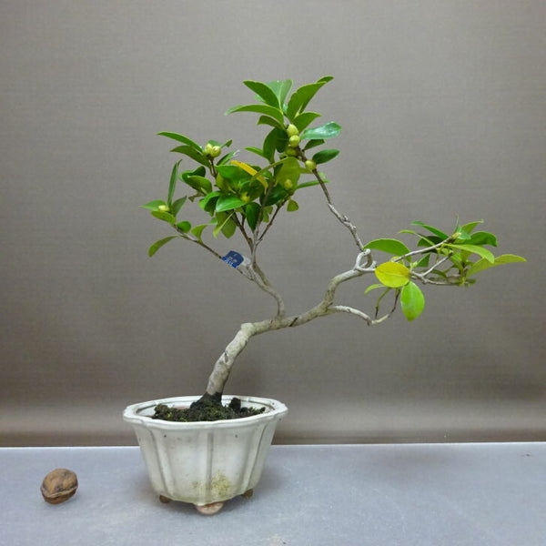 盆栽 椿 姫椿 樹高 約27cm つばき Camellia japonica ツバキ ツバキ科 常緑樹 鑑賞用 観賞用 h1208554533