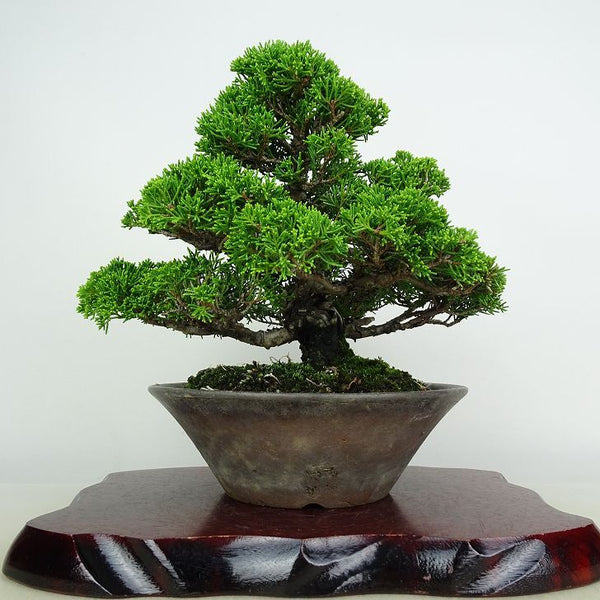 盆栽 真柏 樹高 約19.5cm しんぱく Juniperus chinensis シンパク ヒノキ科 常緑樹 鑑賞用 観賞用 小品 h1208552999
