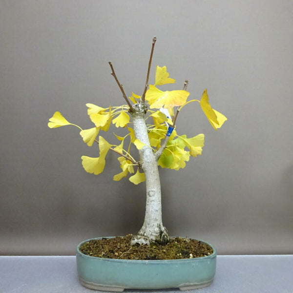 盆栽 銀杏 樹高 約30cm いちょう Ginkgo biloba イチョウ 紅葉 イチョウ科 落葉樹 鑑賞 観賞用 o1208553004