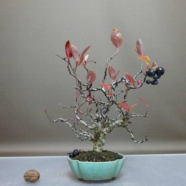 盆栽 西洋鎌柄 樹高 約28cm せいようかまつか セイヨウカマツカ 黒実 バラ科 落葉樹 鑑賞 観賞用 w1208536064