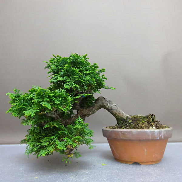盆栽 桧 津山桧 樹高 上下 約20cm つやまひのき Chamaecyparis obtusa ツヤマヒノキ 半懸崖 ヒノキ科 常緑樹 鑑賞 観賞用 小品 s1208540980