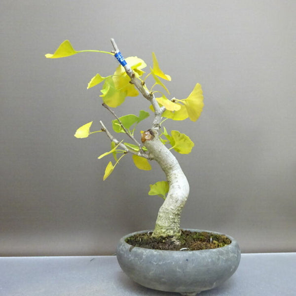 盆栽 銀杏 樹高 約23cm いちょう Ginkgo biloba イチョウ 紅葉 イチョウ科 落葉樹 鑑賞 観賞用 n1208538200
