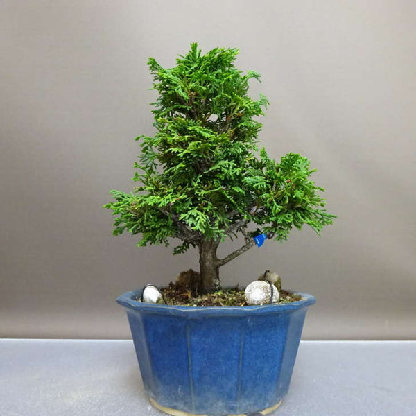 盆栽 桧 津山桧 樹高 約22cm つやまひのき Chamaecyparis obtusa ツヤマヒノキ ヒノキ科 常緑樹 鑑賞 観賞用 u1208554032