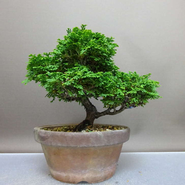 盆栽 桧 津山桧 樹高 約17cm つやまひのき Chamaecyparis obtusa ツヤマヒノキ ヒノキ科 常緑樹 鑑賞 観賞用 小品 d1208814559
