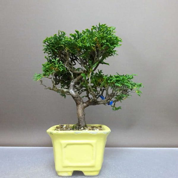 盆栽 桧 津山桧 樹高 約17cm つやまひのき Chamaecyparis obtusa ツヤマヒノキ ヒノキ科 常緑樹 鑑賞 観賞用 小品 j1208817051