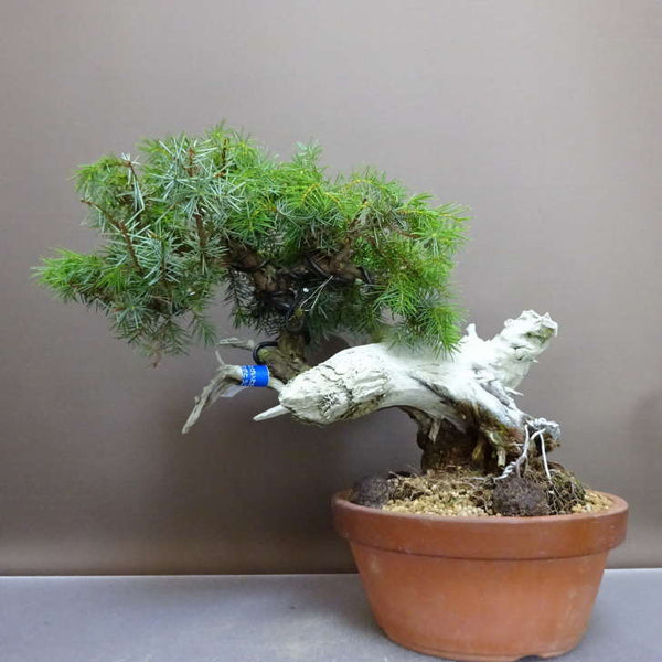 盆栽 杜松 樹高 約25cm としょう Juniperus rigida トショウ “ジン シャリ” ヒノキ科 常緑針葉樹 鑑賞 観賞用 s1208806731