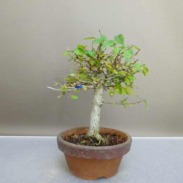 盆栽 欅 樹高 約 18.5cm けやき Zelkova serrata ケヤキ 紅葉 ニレ科 ケヤキ属 落葉樹 鑑賞 観賞用 小品 b1209292922