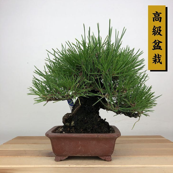 盆栽 松 黒松 樹高 約28cm くろまつ 高級盆栽 Pinus thunbergii クロマツ マツ科 常緑針葉樹 鑑賞用 観賞用 t1209278367