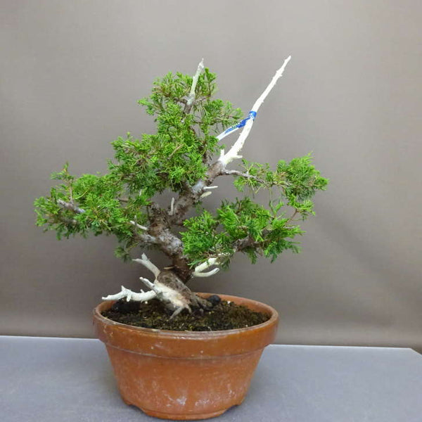 盆栽 真柏 樹高 約37cm しんぱく Juniperus chinensis シンパク “ジン シャリ” ヒノキ科 常緑樹 鑑賞 観賞用 1209269682