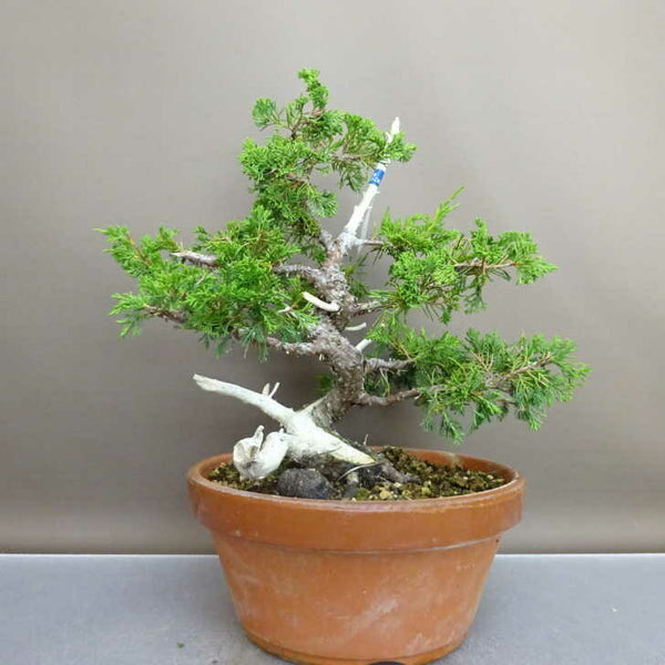 盆栽 真柏 樹高 約27cm しんぱく Juniperus chinensis シンパク “ジン シャリ” ヒノキ科 常緑樹 鑑賞 観賞用 q1209284821