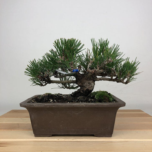 盆栽 松 黒松 樹高 約16cm くろまつ Pinus thunbergii クロマツ マツ科 常緑針葉樹 鑑賞用 観賞用 小品 t1209277520