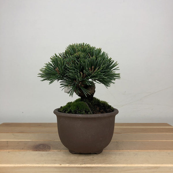盆栽 松 五葉松 明星 樹高 約9cm ごようまつ Pinus parviflora ゴヨウマツ マツ科 常緑針葉樹 鑑賞用 観賞用 小品 w1209276771