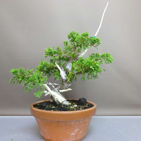 盆栽 真柏 樹高 約37cm しんぱく Juniperus chinensis シンパク “ジン シャリ” ヒノキ科 常緑樹 鑑賞 観賞用 k1209283271