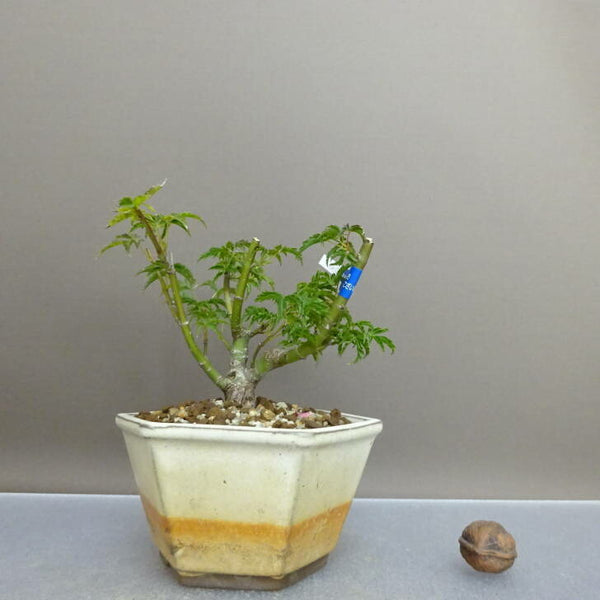 盆栽 紅葉 獅子頭 樹高 約 10cm もみじ Acer palmatum モミジ カエデ科 落葉樹 鑑賞用 観賞用 小品 g1209288680