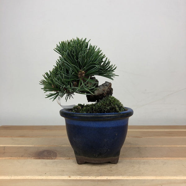 盆栽 松 五葉松 明星 樹高 約7cm ごようまつ Pinus parviflora ゴヨウマツ マツ科 常緑針葉樹 鑑賞用 観賞用 小品 w1209276520
