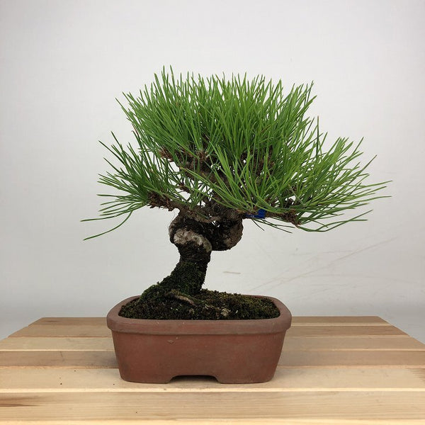 盆栽 松 黒松 樹高 約12cm くろまつ Pinus thunbergii クロマツ マツ科 常緑針葉樹 鑑賞用 観賞用 小品 d1209293902